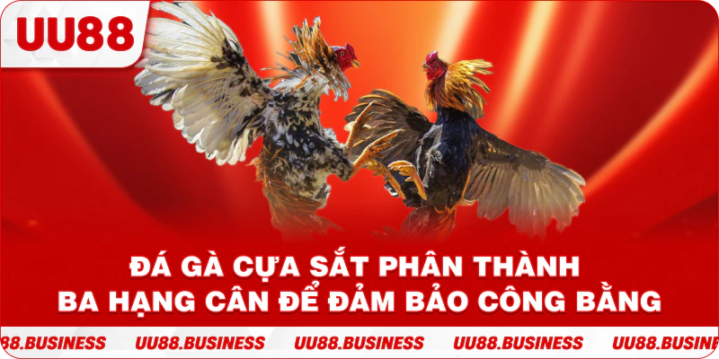 Đá gà cựa sắt phân thành ba hạng cân để đảm bảo công bằng