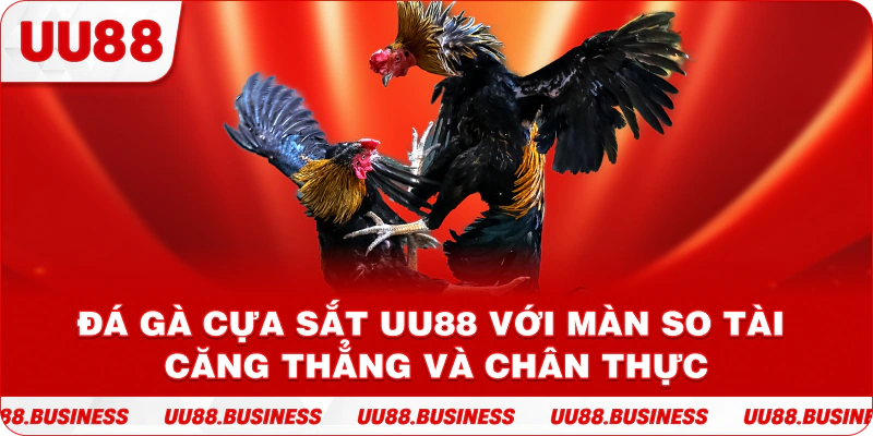 Đá Gà Cựa Sắt UU88 Với Màn So Tài Căng Thẳng Và Chân Thực