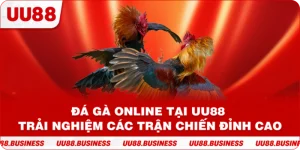 Đá Gà Online Tại UU88 Trải Nghiệm Các Trận Chiến Đỉnh Cao