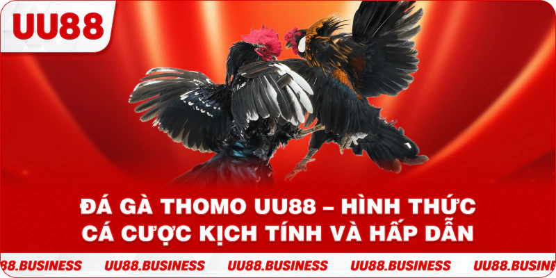 Đá Gà Thomo UU88 – Hình Thức Cá Cược Kịch Tính Và Hấp Dẫn
