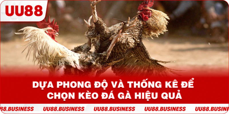 Dựa phong độ và thống kê để chọn kèo đá gà hiệu quả