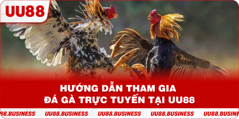 Hướng dẫn tham gia đá gà trực tuyến tại UU88