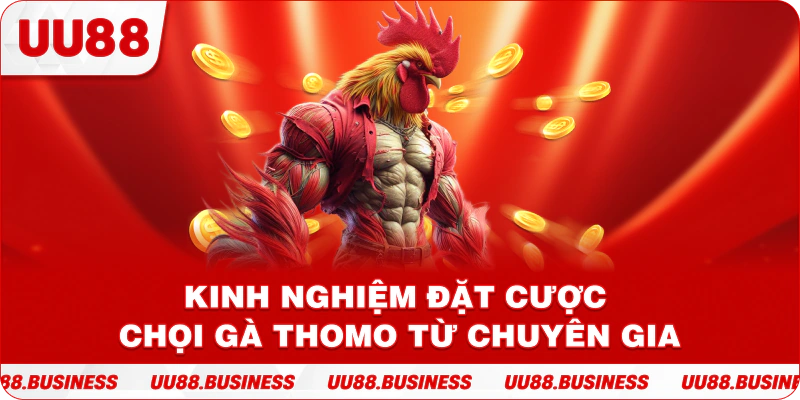 Kinh nghiệm đặt cược chọi gà Thomo từ chuyên gia