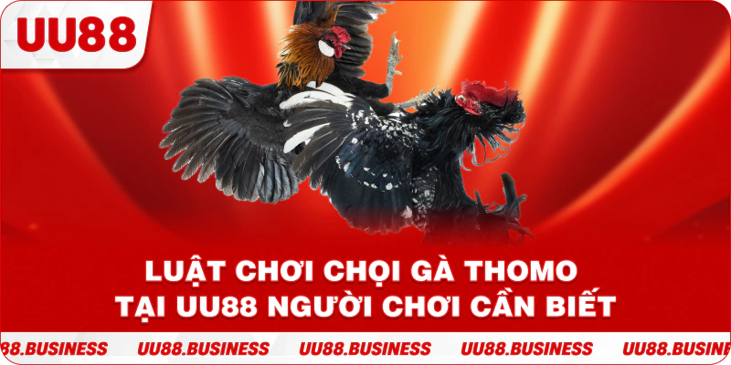 Luật chơi chọi gà Thomo tại UU88 người chơi cần biết