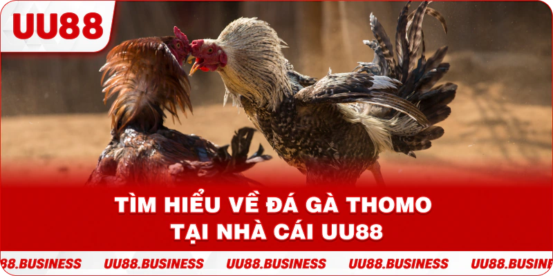 Tìm hiểu về đá gà Thomo tại nhà cái UU88