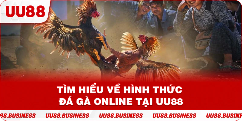 Tìm hiểu về hình thức đá gà online tại UU88